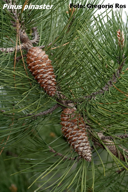 pinus3